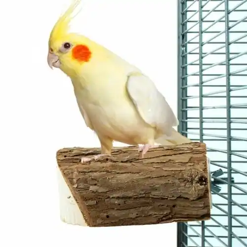 Envío Exprés Cool parrots percha de tronco de madera para aves