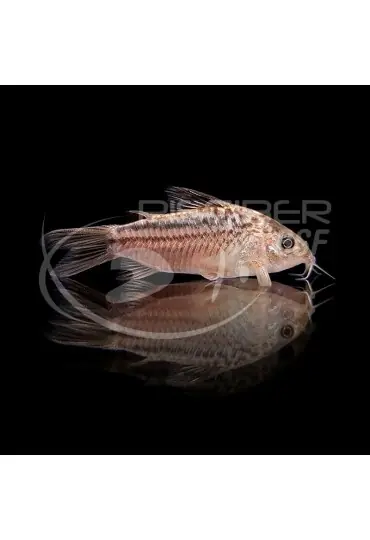 Corydora Elegans Promoción