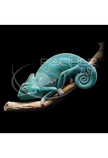 Certificado Camaleon De Yemen, Chamaeleo Calyptratus