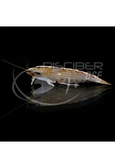 Gamba Filtradora Bestseller